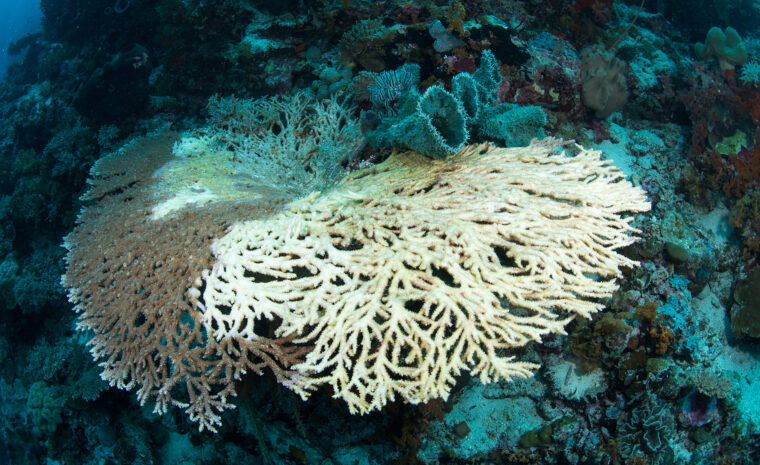 blekta koraller