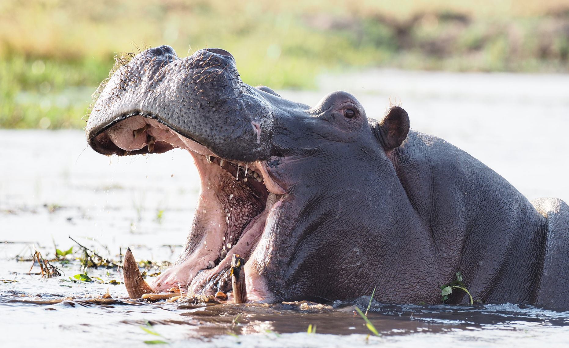 Les rugissements enregistrés devraient étouffer les hippopotames agressifs