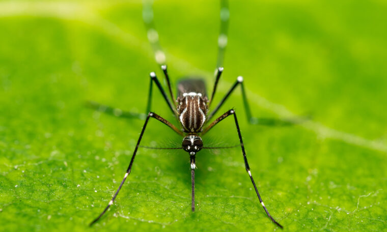 Närbild av mygga på grönt blad