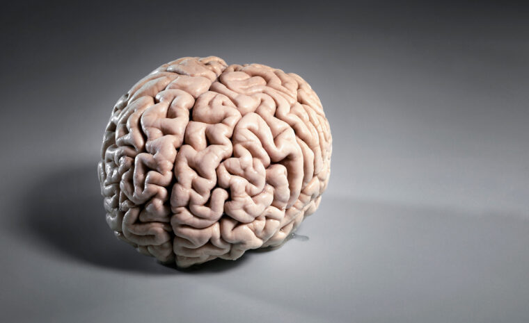 en hjärna