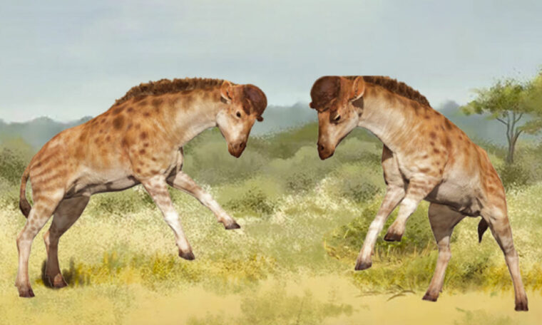 två djur, en blandning av häst och giraff, på väg att stånga varandra