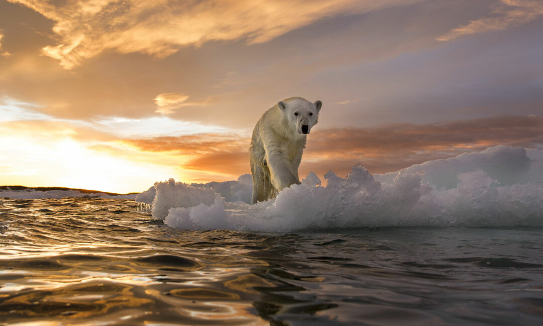 Isbjörn på isflak