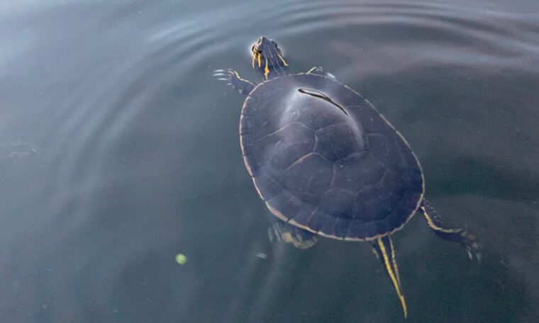 Sköldpadda simmar i vattnet