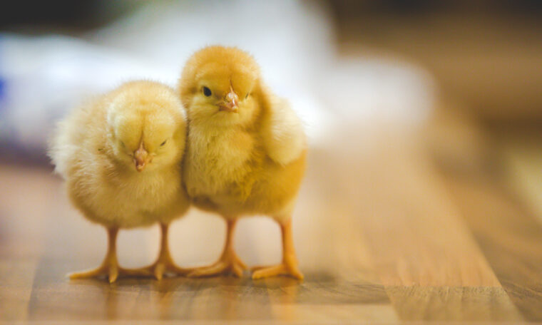 två kycklingar