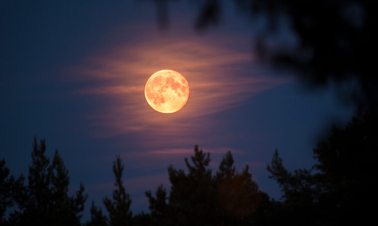 Månen på nattsvart skogshimel