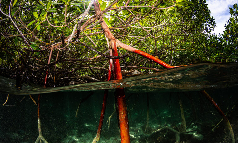 mangroveträsk vid vattenytan