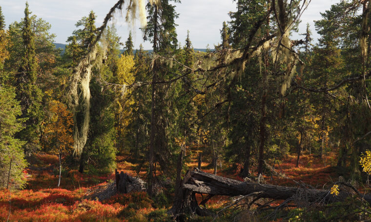 nordsvensk naturlig skog