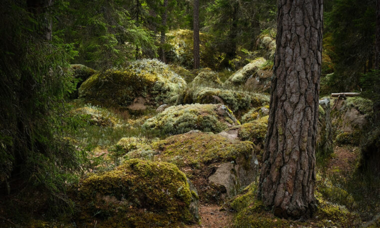 svensk mörk skog, mossa, stenar, tallar