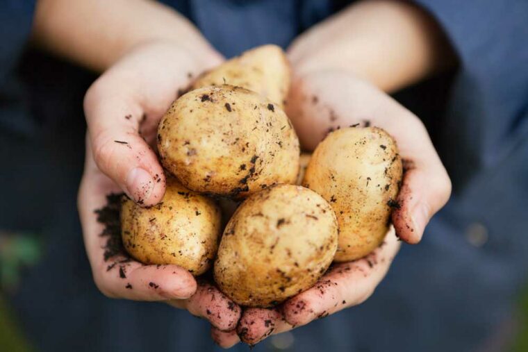 Potatis är en av de grödor som forskarna förädlar med hjälp av Crispr/Cas9. Forskning & Framsteg har tidigare skrivit om detta.Bild: Getty Images