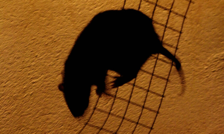 skuggan av en klättrande råtta