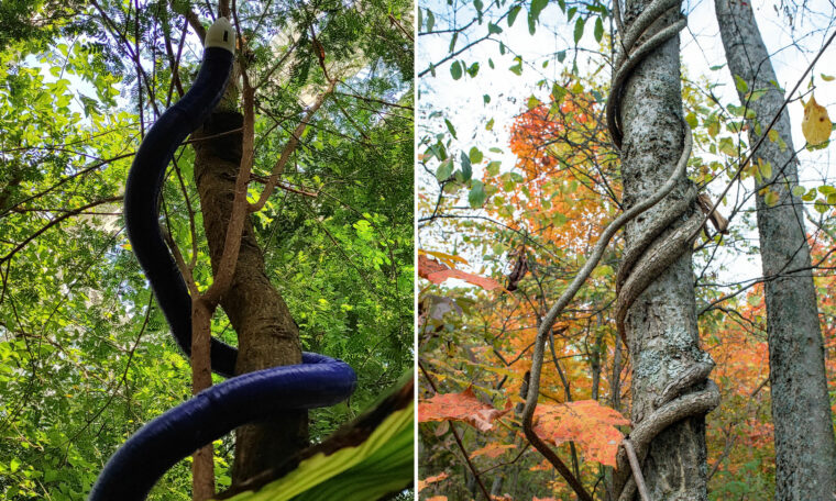 blått rep slingrar sig upp på en trädstam