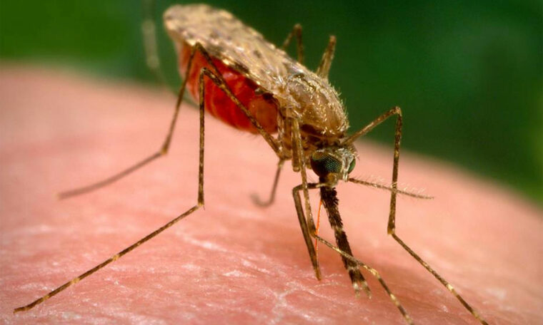 Malariamygga suger blod på människa