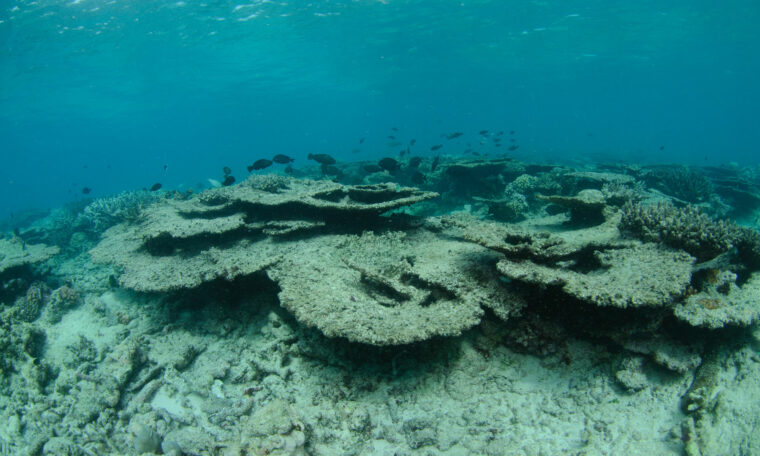 döda koraller