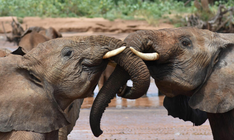 två unga elefanter lindar snablarna runt varandra