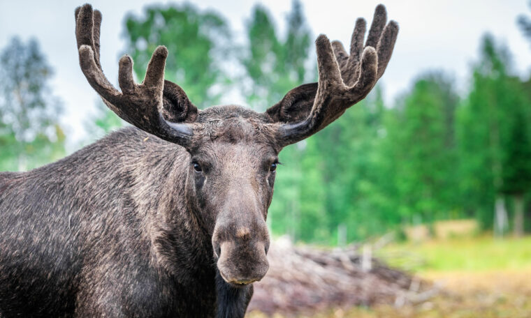 Älg i skogen