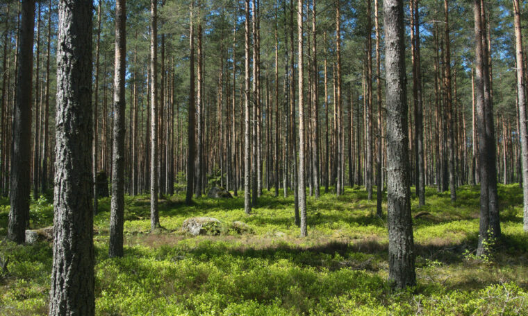 tallskog