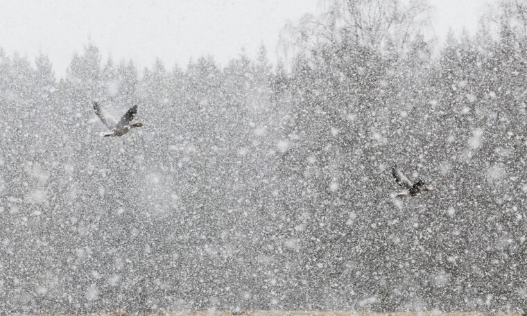 fåglar flyger i kraftigt snöfall