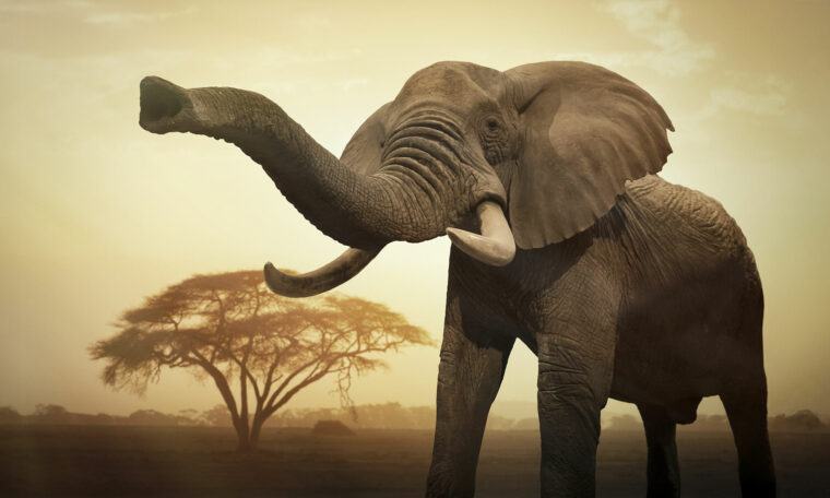 En afrikansk elefant (Loxodonta africana) klarar sig med två timmars sömn per dygn.