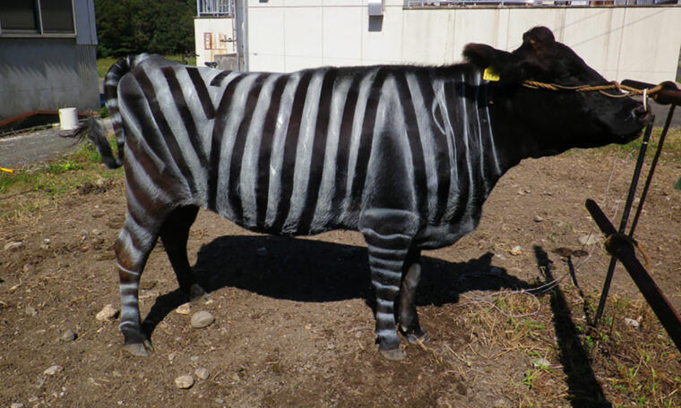 ko målad zebra-randig