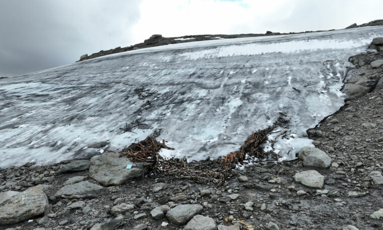 Drivor av renhorn där isen smält