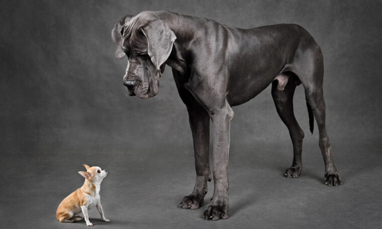 en stor och en liten hund