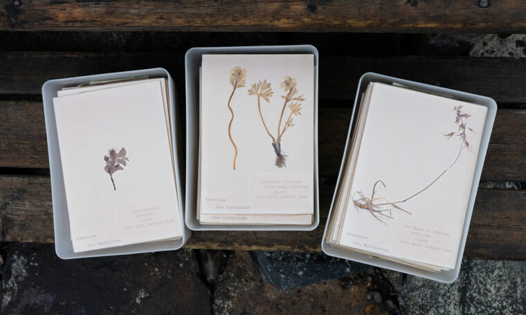 torkade växter på Tarfala