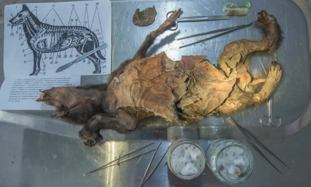 mumifierad förhistorisk vargunge i labb