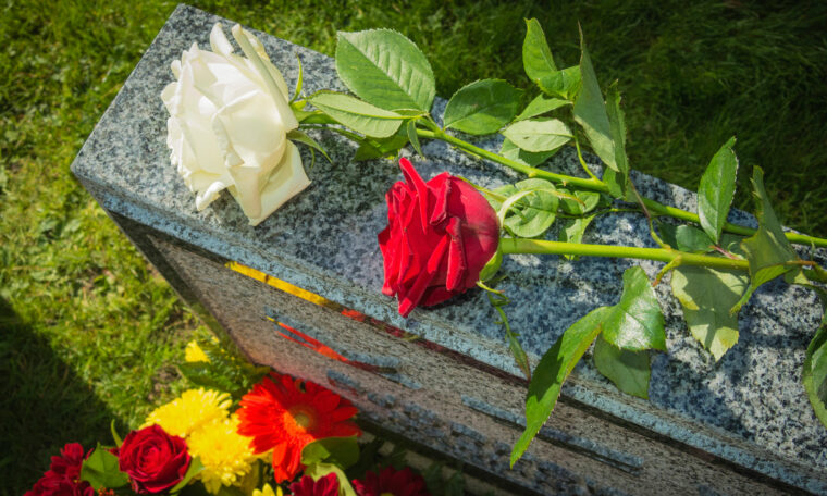 Röd och vit ros på en gravsten