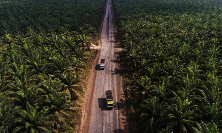 Palmolje-plantage