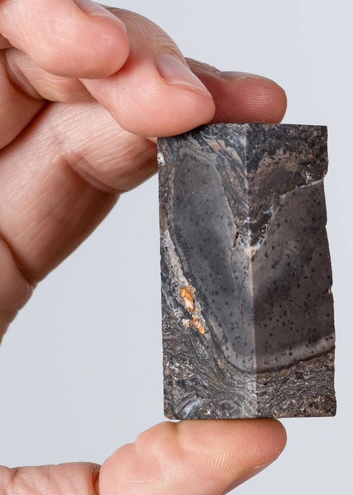 en bit fossil hålls upp mellan tumme och pekfinger