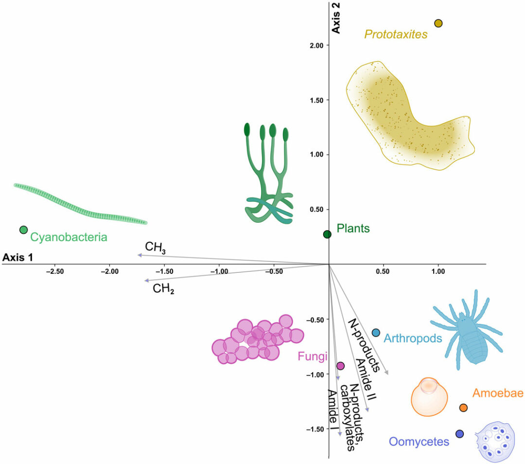 schematisk bild där prototaxites i eget hörn av ”livets träd”