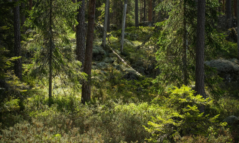 Norra Kvill nationalpark, Småland