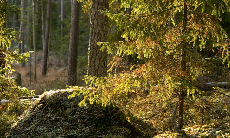 urskog i svagt solljus