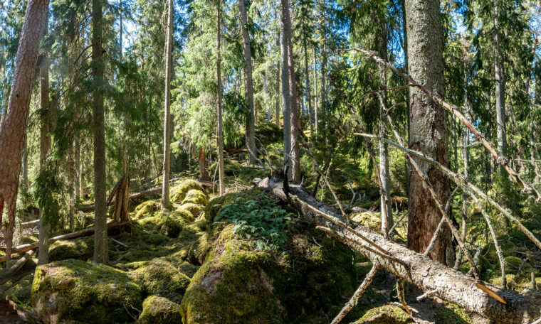 svensk urskog