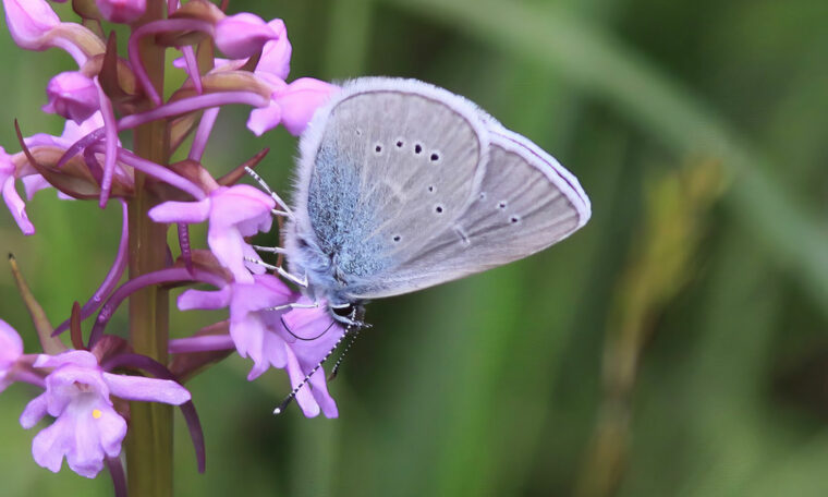 Ängsblåvinge på rosa blomma