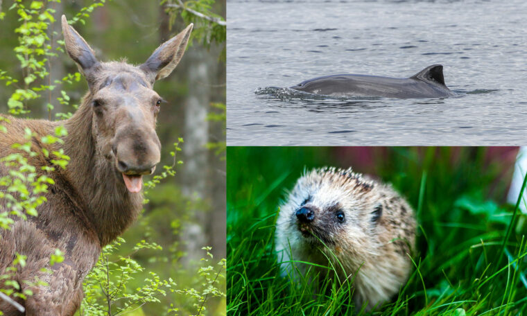 Älg, tumlare och igelkott
