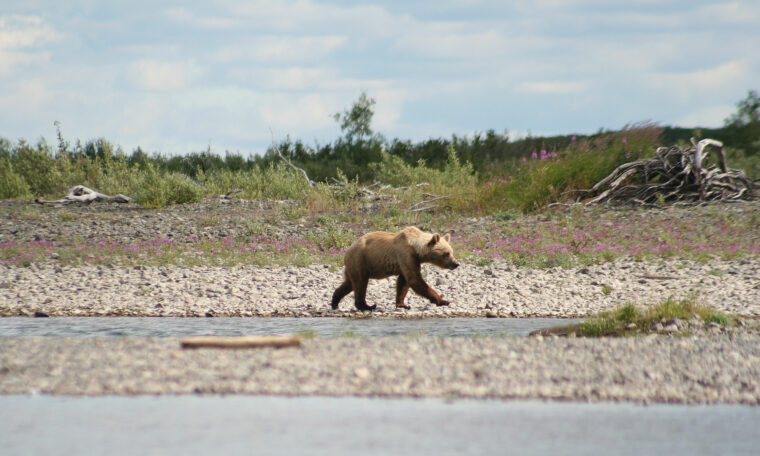 brunbjörn på vandring vid vatten