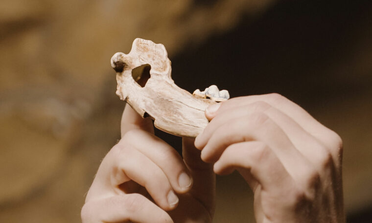rekonstruktion ett gammalt käkben från hund