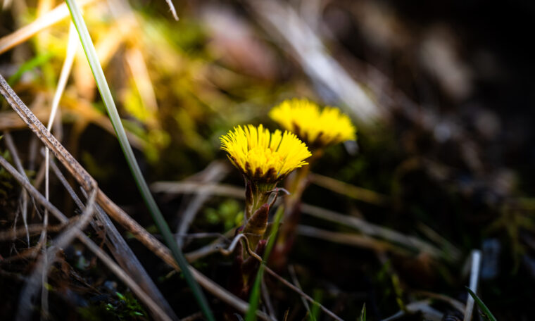 Tussilago
