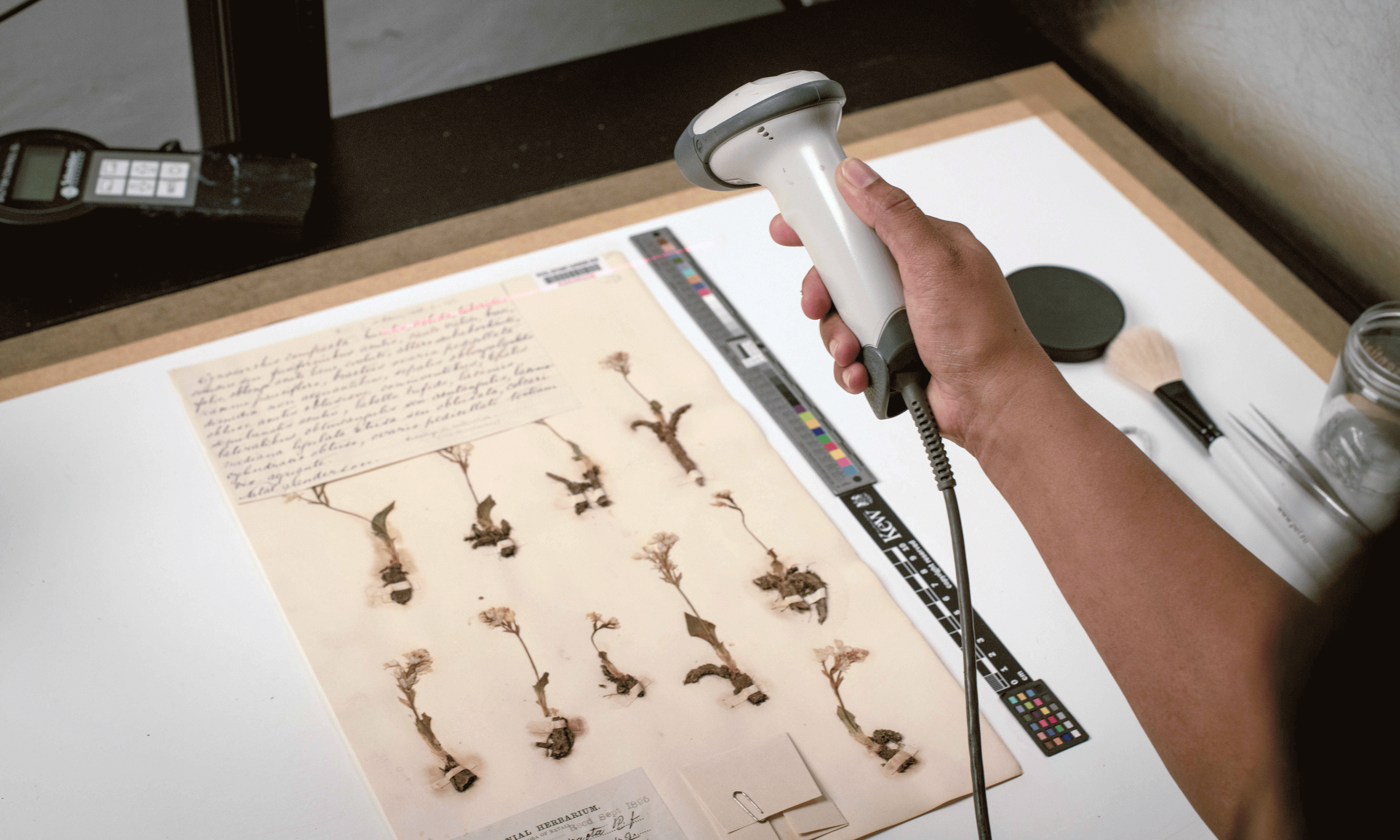 Skanning av ett herbarieark med växter