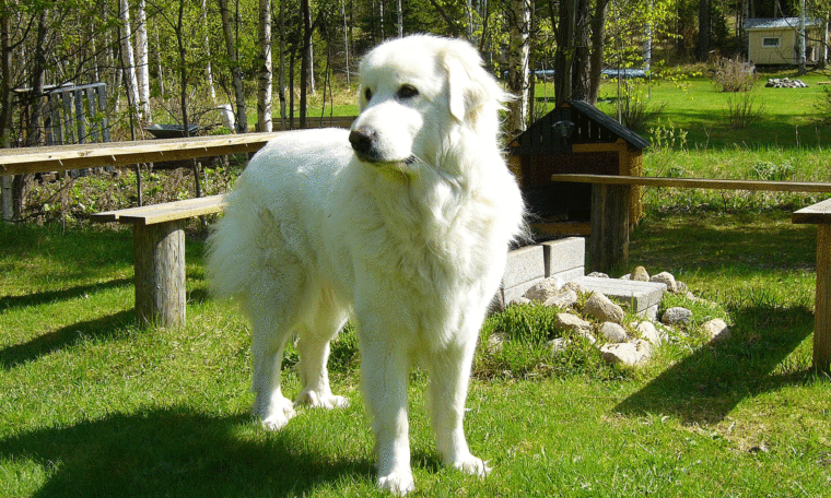 Pyrenéerhund