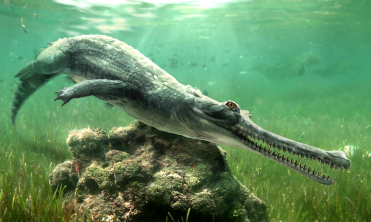 illustration av en krokodil med en lång nos som simmar under vattnet