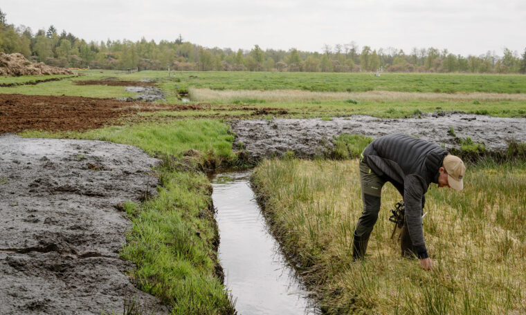 En man böjer sig ner och undersöker växtligheten på ett försöksfält. Runt honom syns vattenfyllda diken och rektangulära odlingsytor med grön vegetation och mörk, blöt jord.
