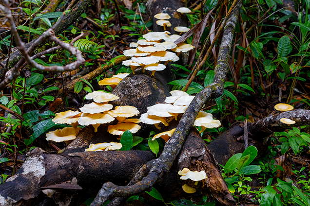 svampar i regnskog